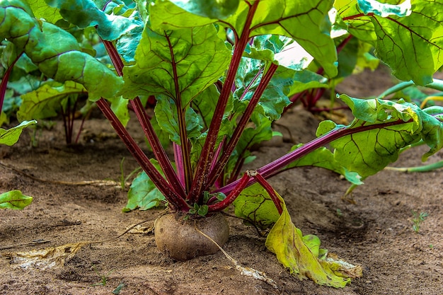 Growing beetroot on the vegetable bed