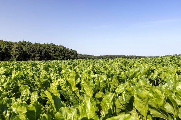 Growing beets in an agricultural field