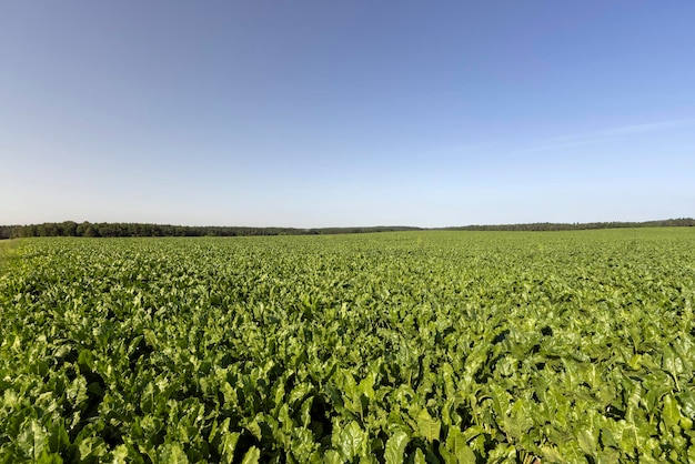 Growing beets in an agricultural field