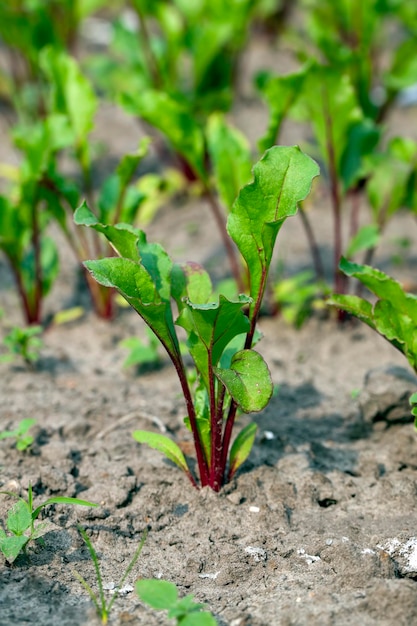 Growing beets in an agricultural field