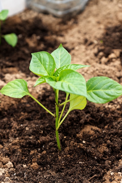 Growing bell pepper on the agricultural field