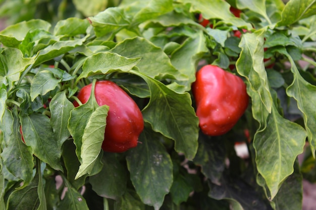 Growing bell peppers Rows fresh ripe red green and yellow peppers on the branches