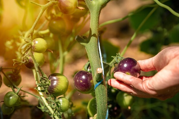 Growing blue varieties of tomatoes in a greenhouse on an organic farm