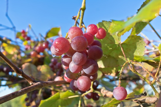 Growing branches of red wine grapes. 