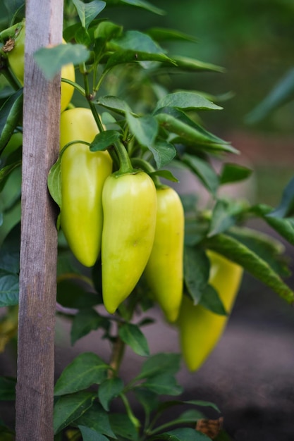 Growing bush with sweet green pepper.