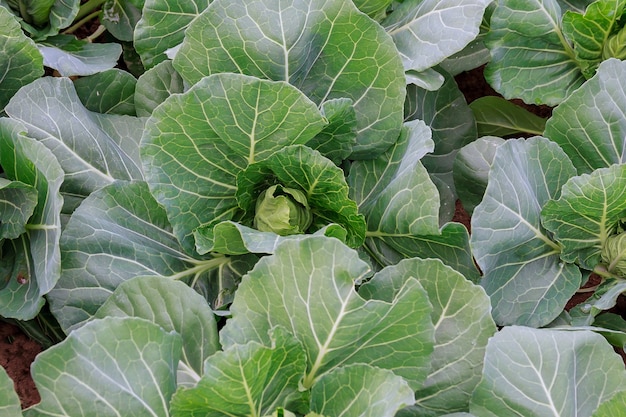 Growing cabbage in early spring at home.