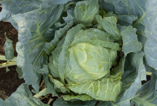 Growing cabbage in the garden natural product