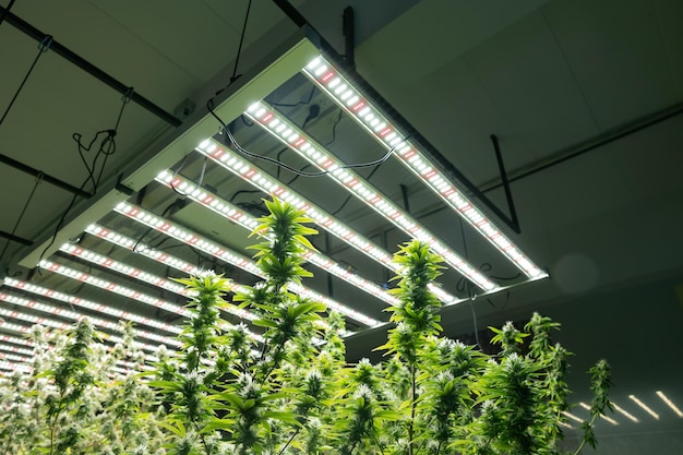 Foto sfondo di banner di cannabis in crescita sistema operativo in crescita fattoria di cannabis per l'attività commerciale di marijuana
