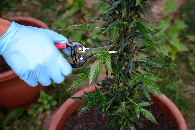 Growing and caring for medical marijuana outdoors