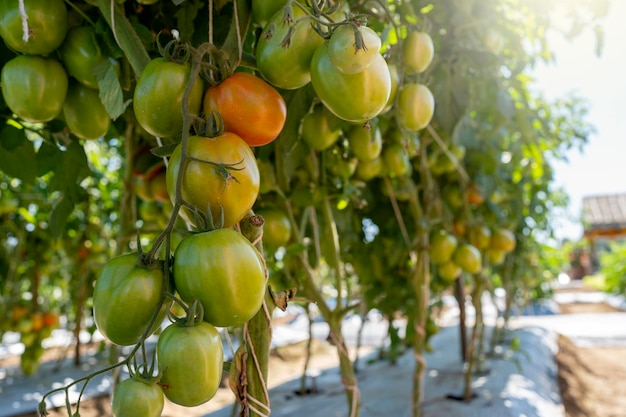 Photo growing cherry tomatoes on the tree at garden