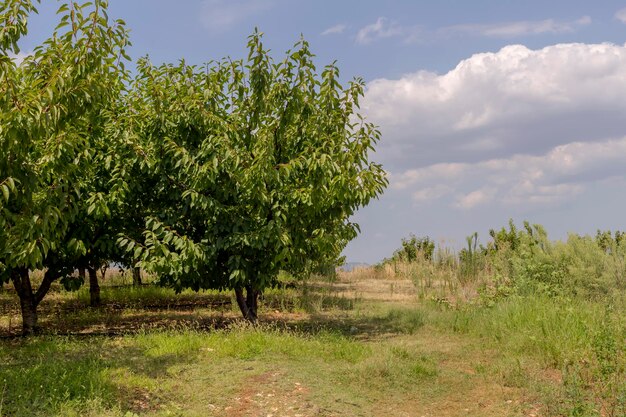 The growing cherry trees in summer sunny day Thessaly Greece