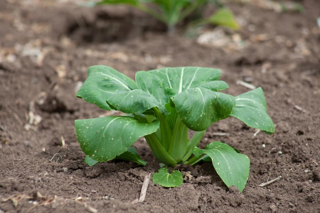 Выращивание китайской капусты или китайской брокколи. Это зеленая культура, которая растет на земле с высоким содержанием витаминов А и С и богата кальцием.