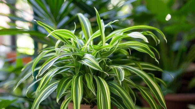 Photo growing chlorophytum spider plant indoors