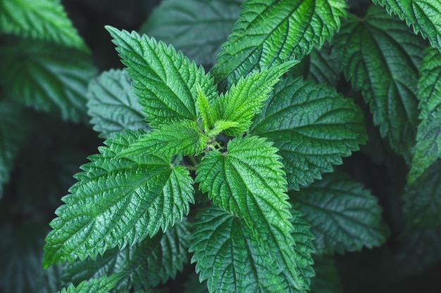 写真 野外で育つ ウルティカ・ディオイカ (urtica dioica) ウルチカの植物 ハーブ・メディシン・コンセプト 暗い葉の背景 夜の緑の葉のパターン 植物の緑が近い トップビュー