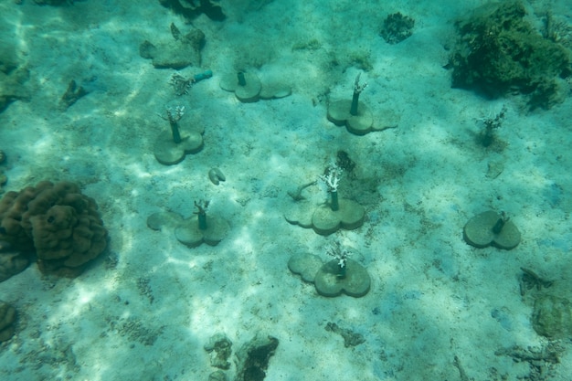 Growing coral in the sea by humans