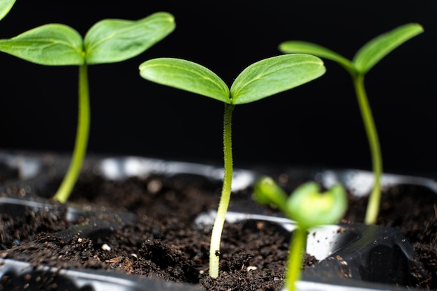 Growing cucumbers from seeds First Sprouts