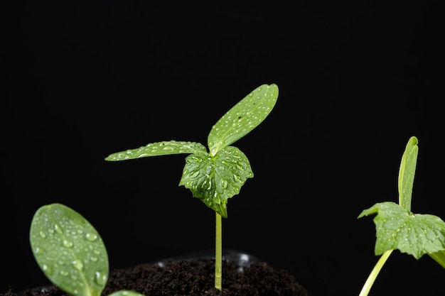 Growing cucumbers from seeds Step 5 the appearance of the third leaf a grown sprout on a black background