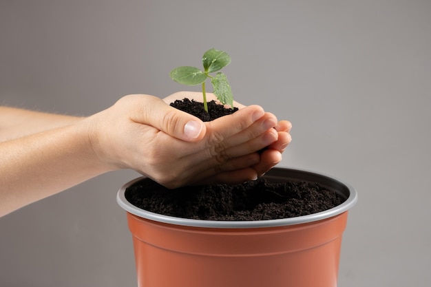 Growing cucumbers from seeds Step 6 Planting in a large pot