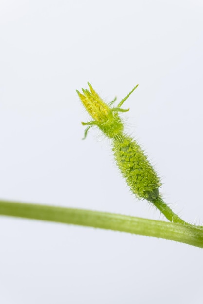 種子からキュウリを育てる 第8段階 初めの花とキュウリ