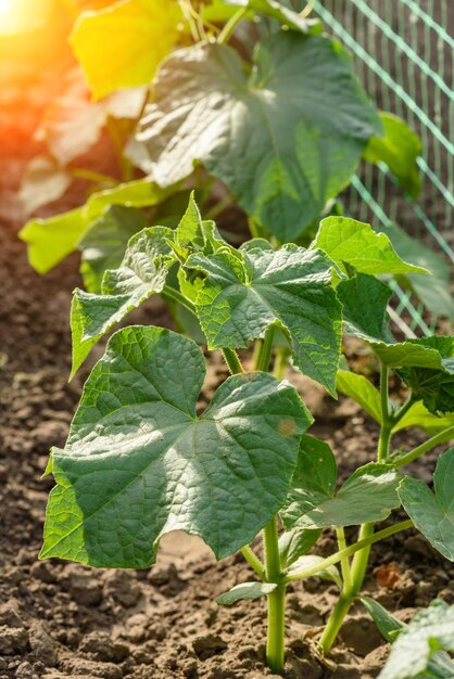 Growing cucumbers in the garden The growth and blooming of greenhouse cucumbers