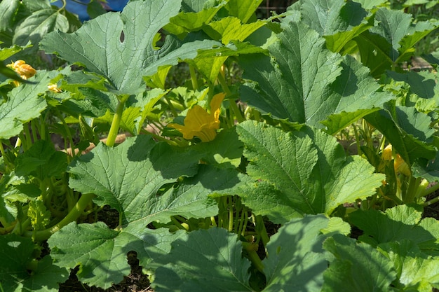 Cetrioli in crescita in un giardino privato