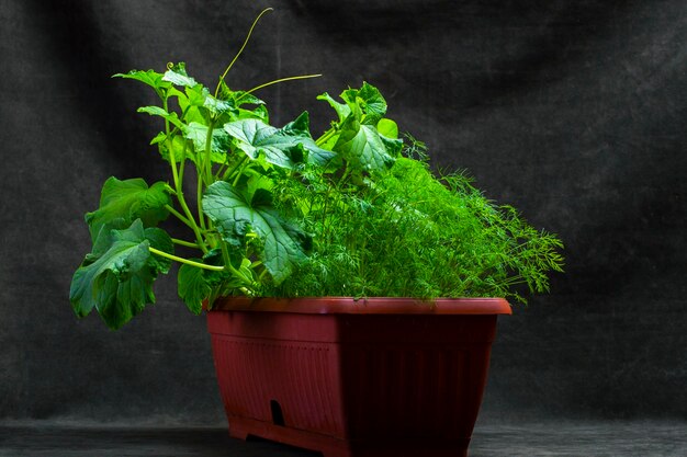 Growing dill and cucumbers in a plant box on a dark background