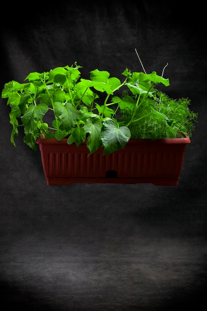 Growing dill and cucumbers in a plant box on a dark background