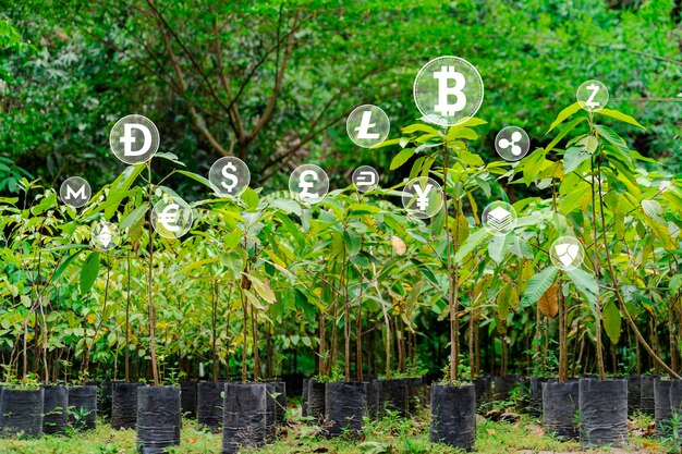 Photo growing financial seedlings virtual cryptocurrency concept