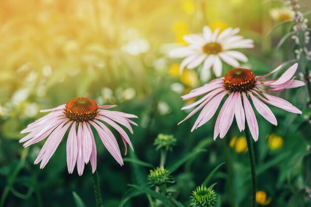 Growing flower of Echinacea Purpurea, purple coneflower in sunny garden