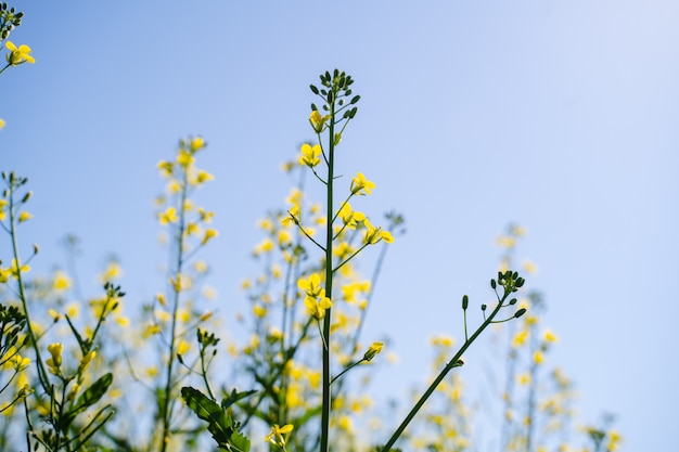 Growing flowering rapeseed in the oil field in summer