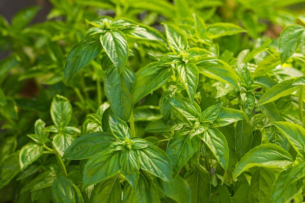 Growing fresh basil at the garden leaves close up