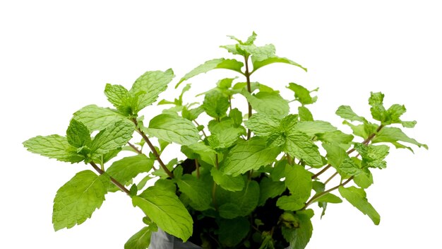 Growing Fresh Mint In Black Bag Isolated On White Background