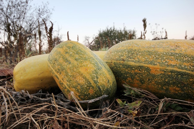 Growing Fresh squash vegetable in garden