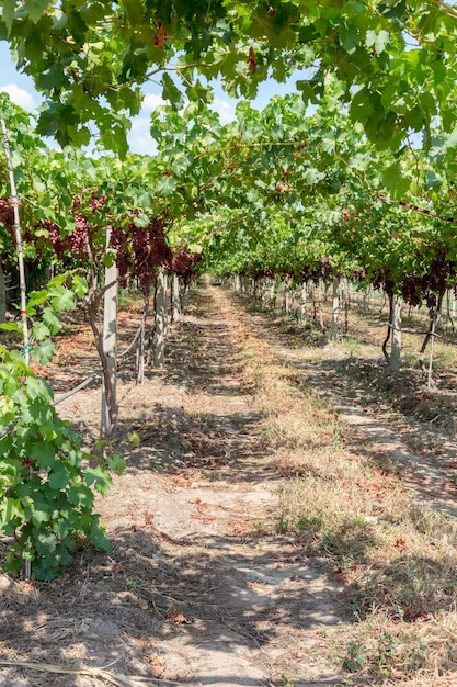 The growing grapes in summer sunny day Thessaly Greece