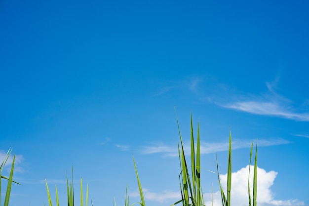 Growing grass against tiny blue sky background Nature background