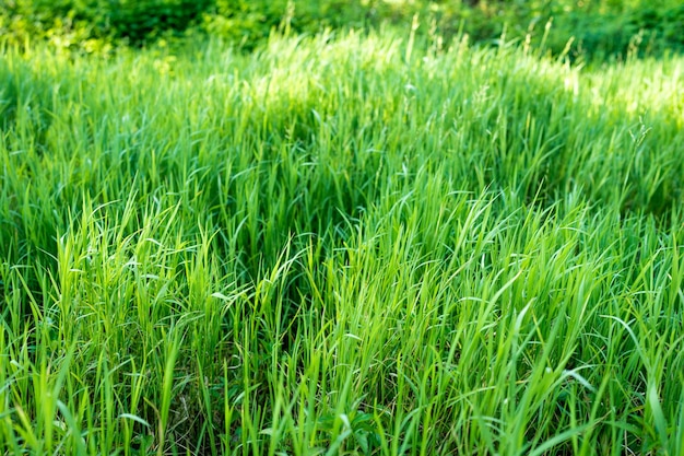 Growing Grass at Field In Summer