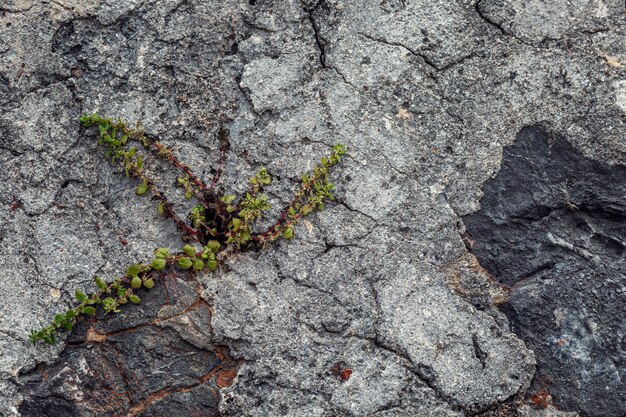 大きな石の間で草を育てる。水色の空を背景に。テキストのためのスペース。