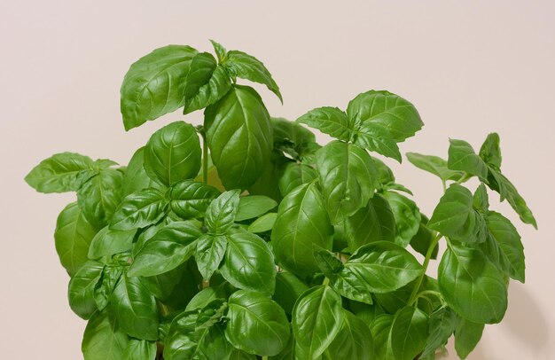 Growing green basil in a ceramic pot on a beige background