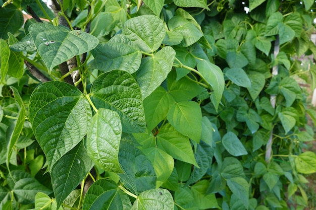 庭で緑豆を育てる 庭で豆を育つ