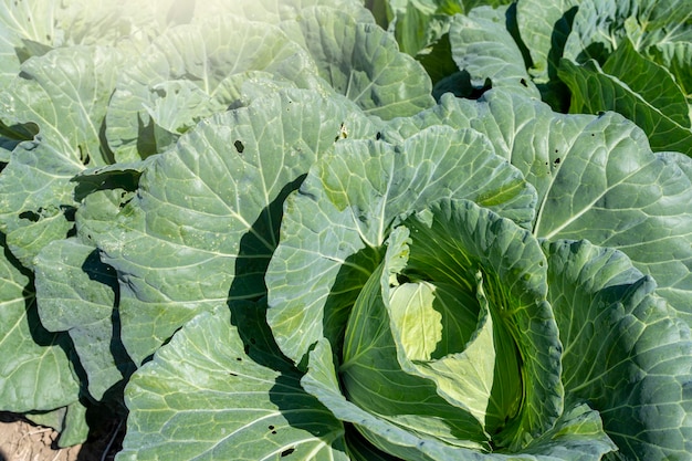 Photo growing green cabbage on sunny day