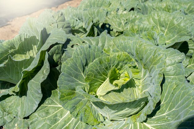 Growing Green cabbage on sunny day