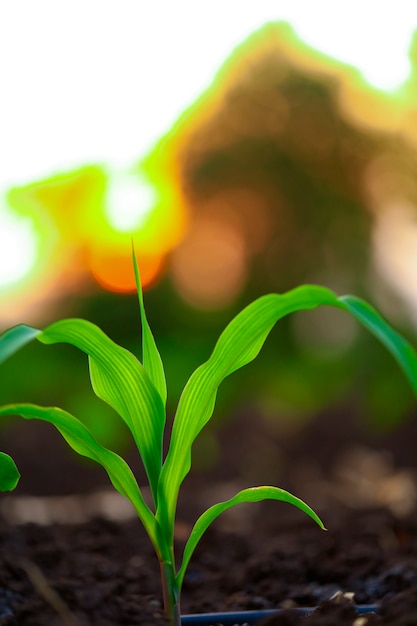 Growing Green Corn Seedling on black soil