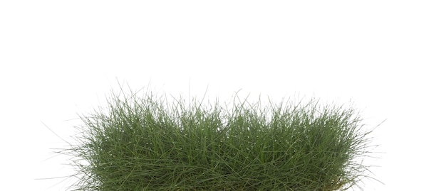 Photo growing green grass isolated on white background