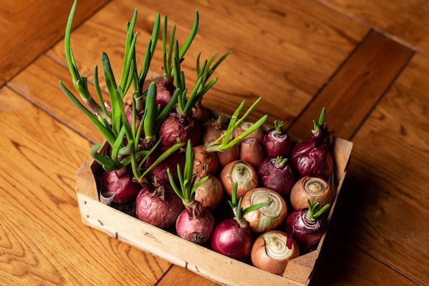 Growing green onions in box Gardening inside house Green onion growth