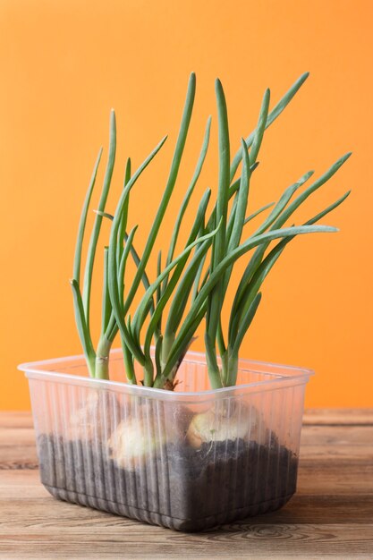 Growing green onions in a plastic container on a wooden table