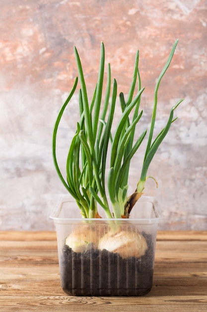 Photo growing green onions in a plastic container on a wooden table