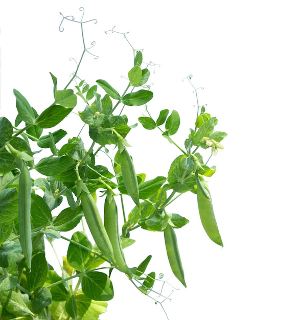 Growing green pea