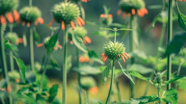 緑の植物の成長