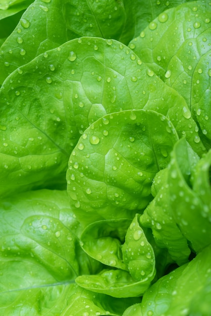 Growing green ripe lettuce in a urban garden.