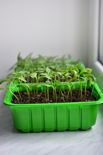 Growing green seedlings of peppers on a windowsill. Young plants indoors.